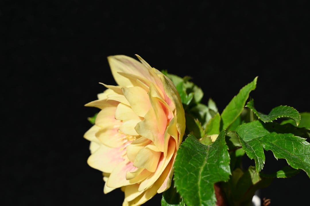 クリスマスローズ　認定プリマヴェーラゴールド上品タイプ　加藤農園