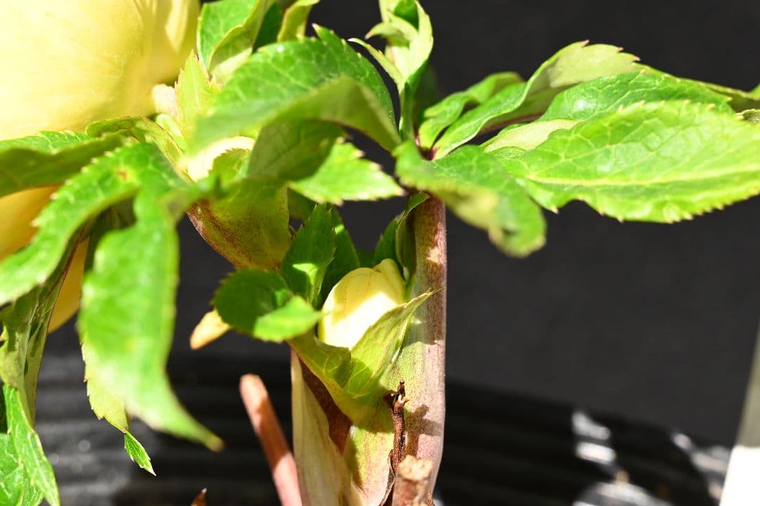 クリスマスローズ　認定プリマヴェーラゴールド上品タイプ　加藤農園