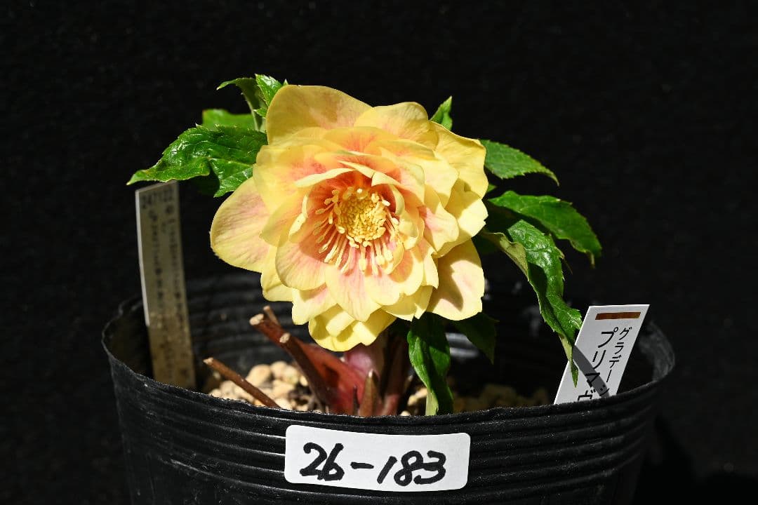 クリスマスローズ　認定プリマヴェーラゴールド上品タイプ　加藤農園