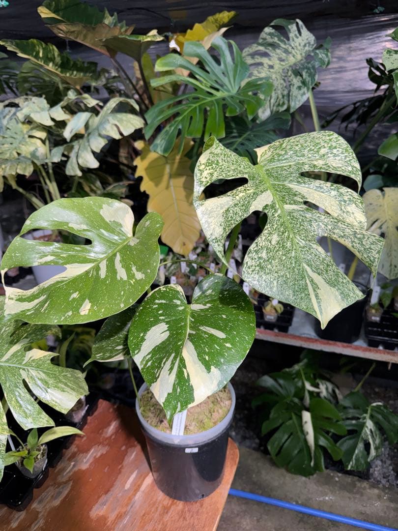 k*u様 2モンステラ　タイコンステレーション　スターライト