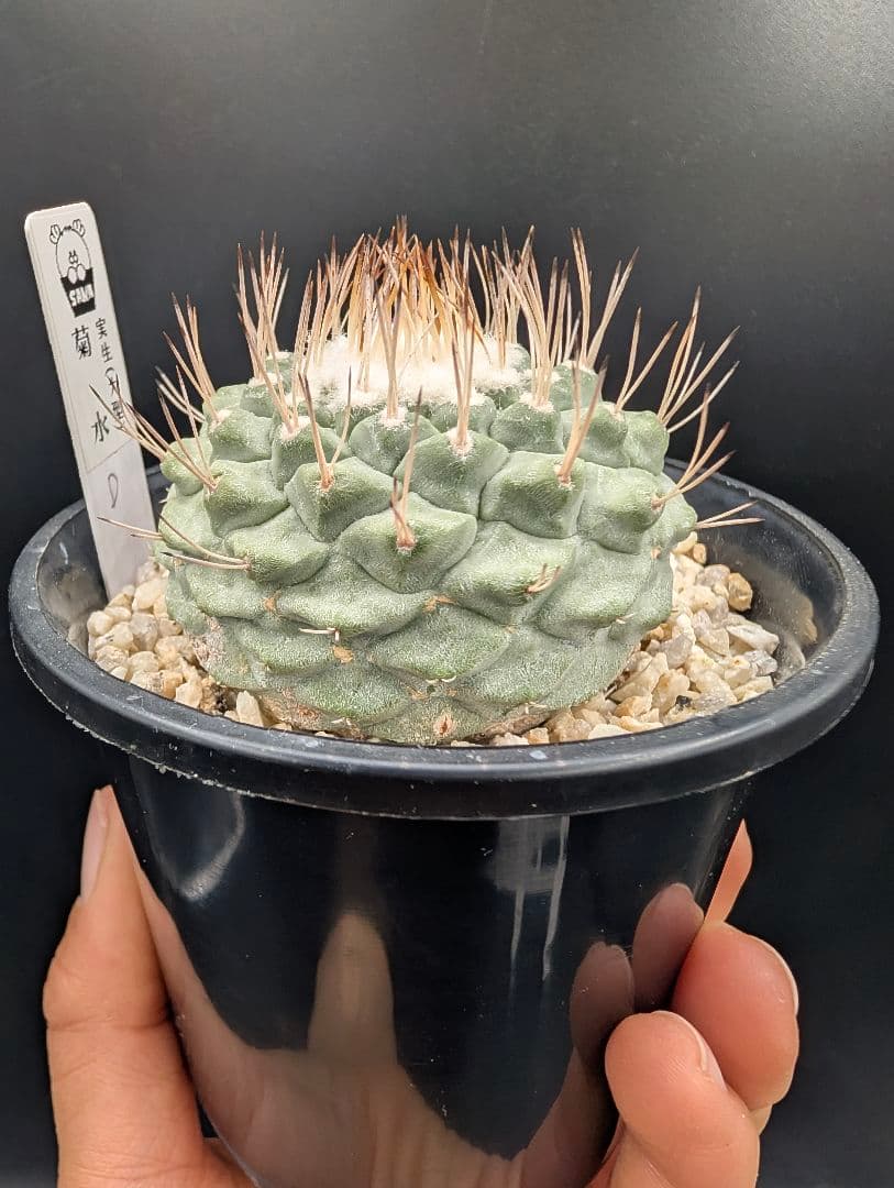 D 菊水 大型タイプ実生 鉢植えメルカリ便送料込み