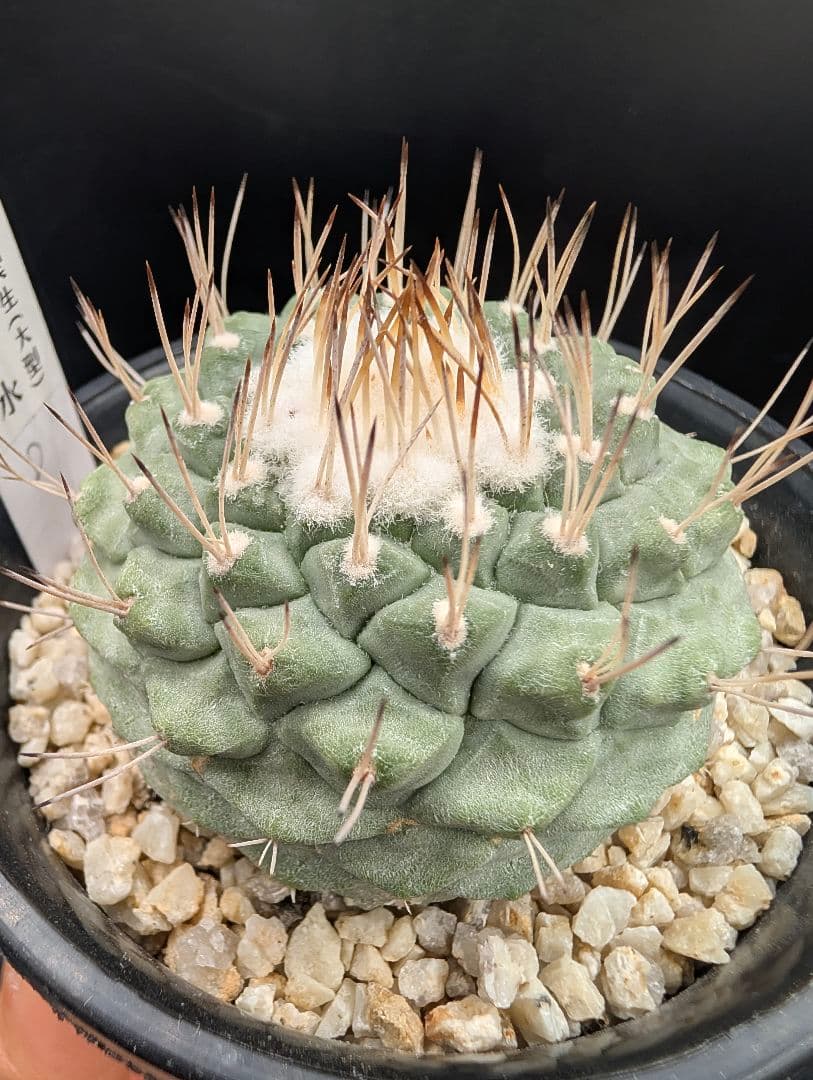 D 菊水 大型タイプ実生 鉢植えメルカリ便送料込み