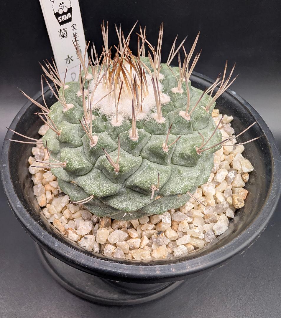 D 菊水 大型タイプ実生 鉢植えメルカリ便送料込み