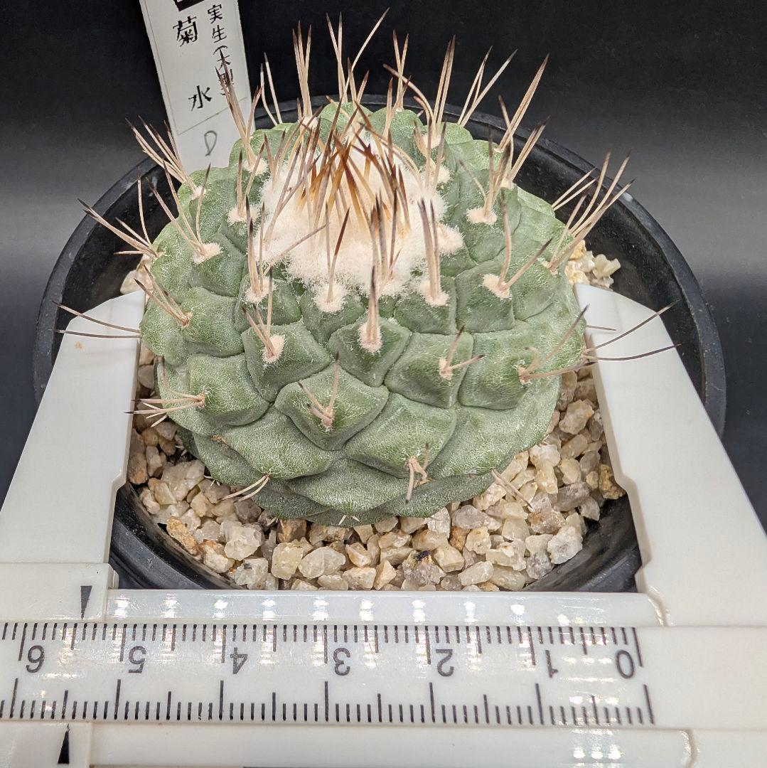 D 菊水 大型タイプ実生 鉢植えメルカリ便送料込み