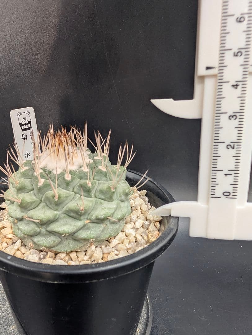 D 菊水 大型タイプ実生 鉢植えメルカリ便送料込み