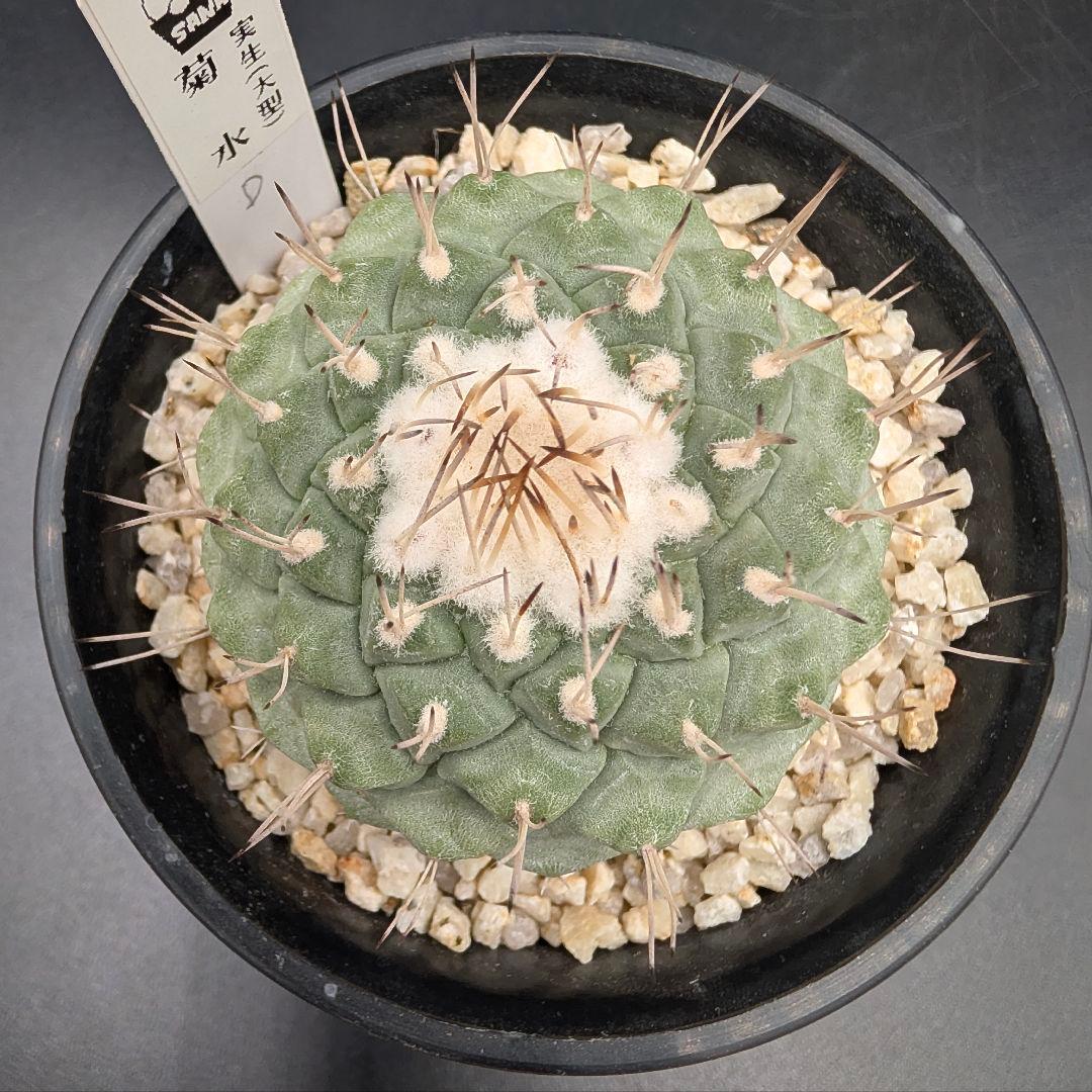 D 菊水 大型タイプ実生 鉢植えメルカリ便送料込み