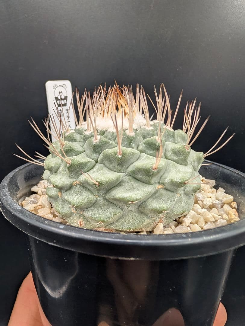 D 菊水 大型タイプ実生 鉢植えメルカリ便送料込み