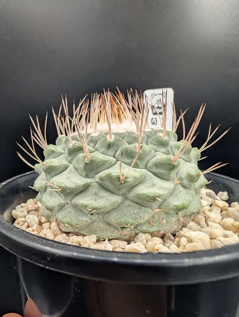 D 菊水 大型タイプ実生 鉢植えメルカリ便送料込み