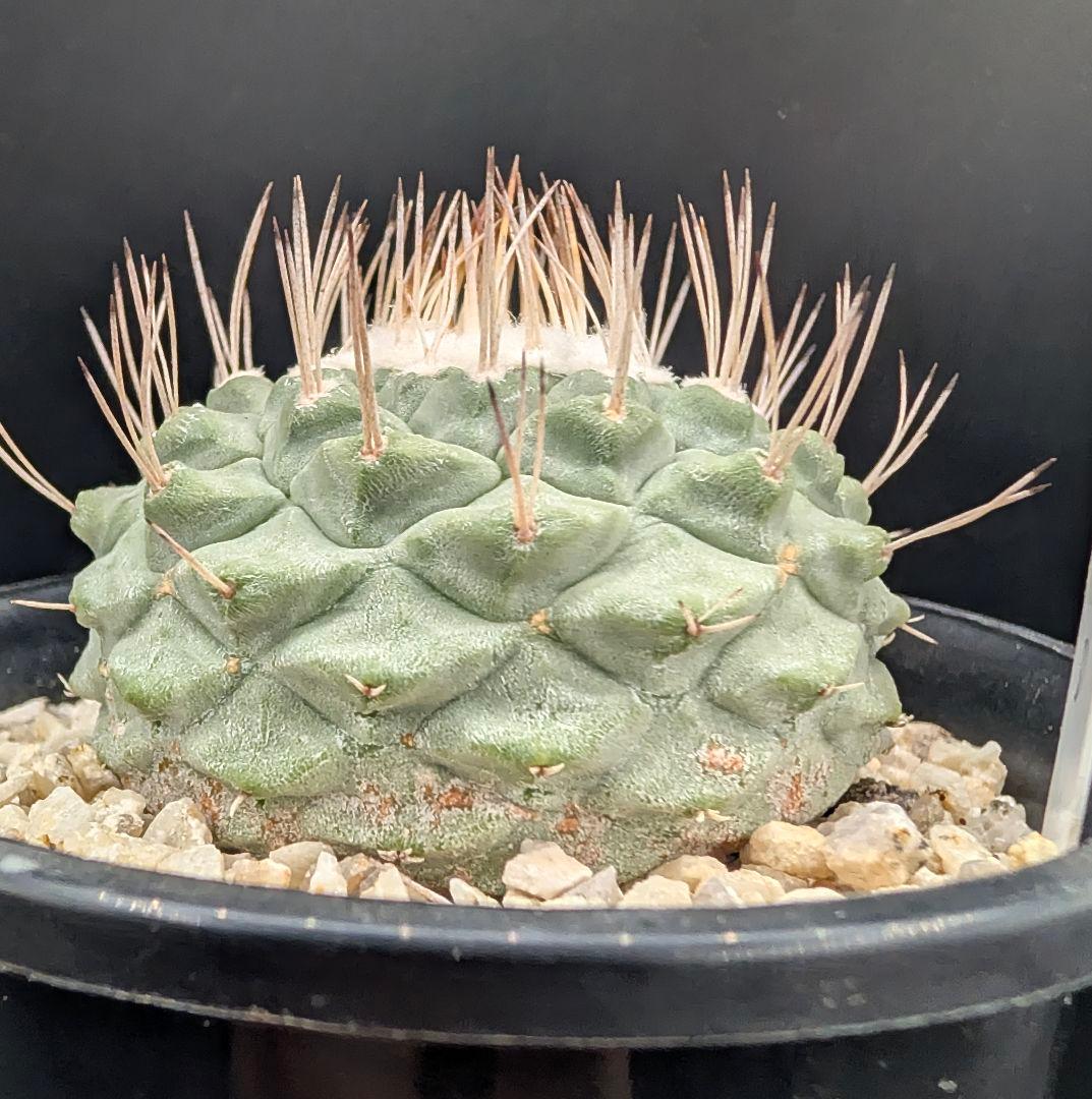 D 菊水 大型タイプ実生 鉢植えメルカリ便送料込み