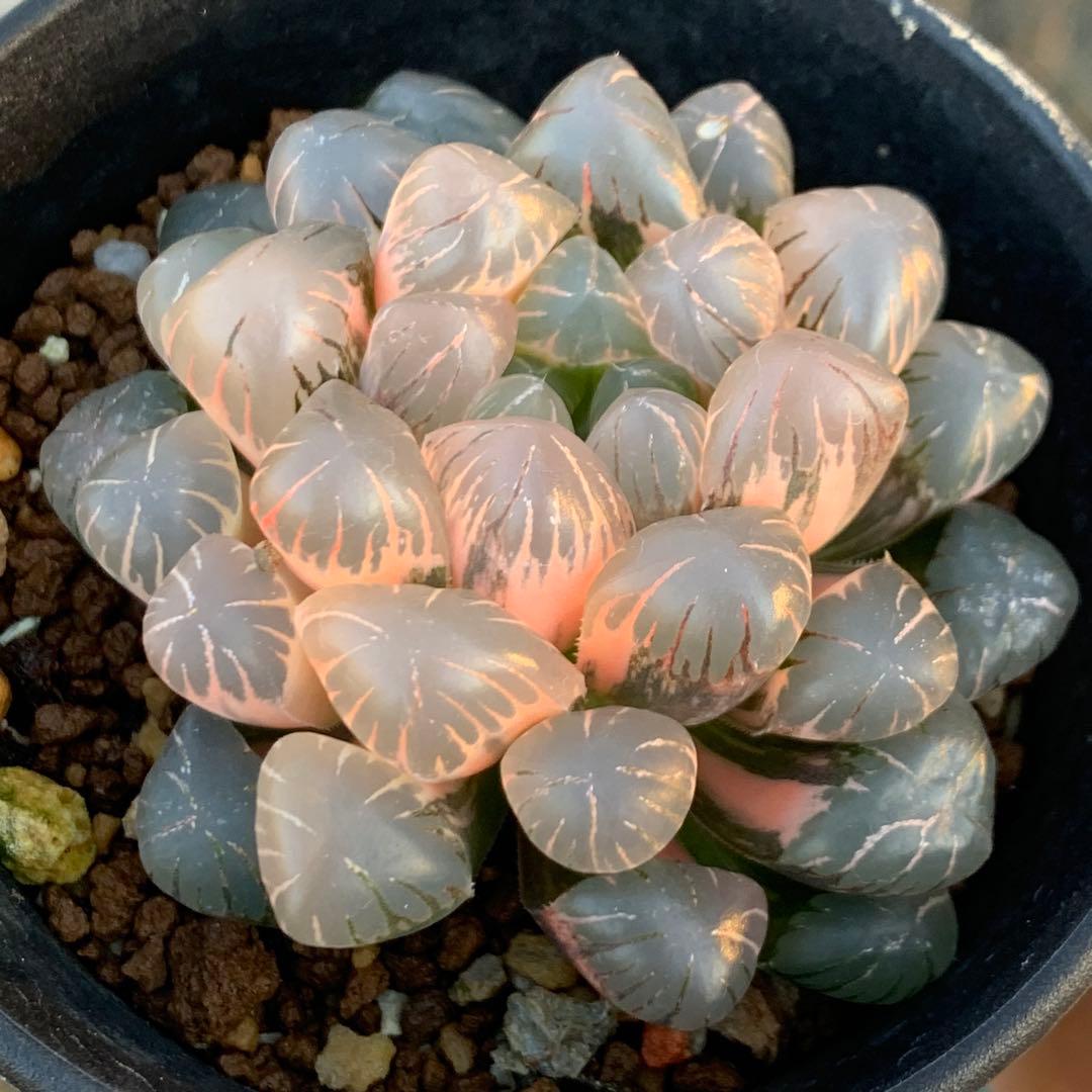 多肉植物 ハオルチア オブツーサ錦 OB-1極上株