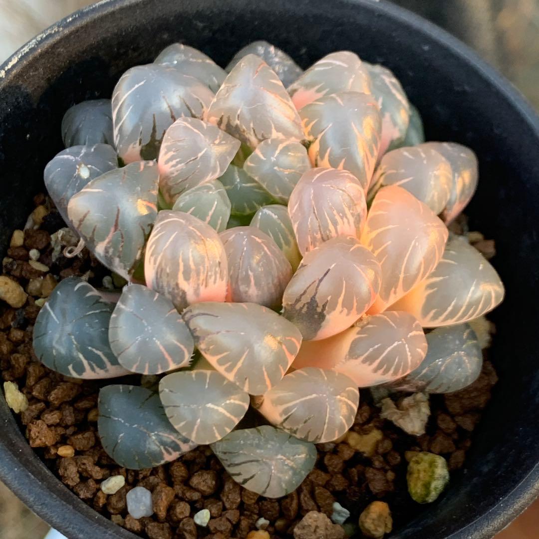 多肉植物 ハオルチア オブツーサ錦 OB-1極上株