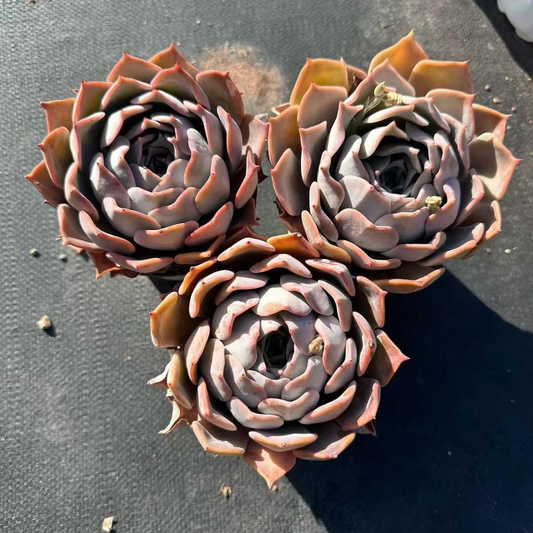 Top【選抜株】多肉植物 15427ディープ フォレスト 36個 鉢無し/脱土