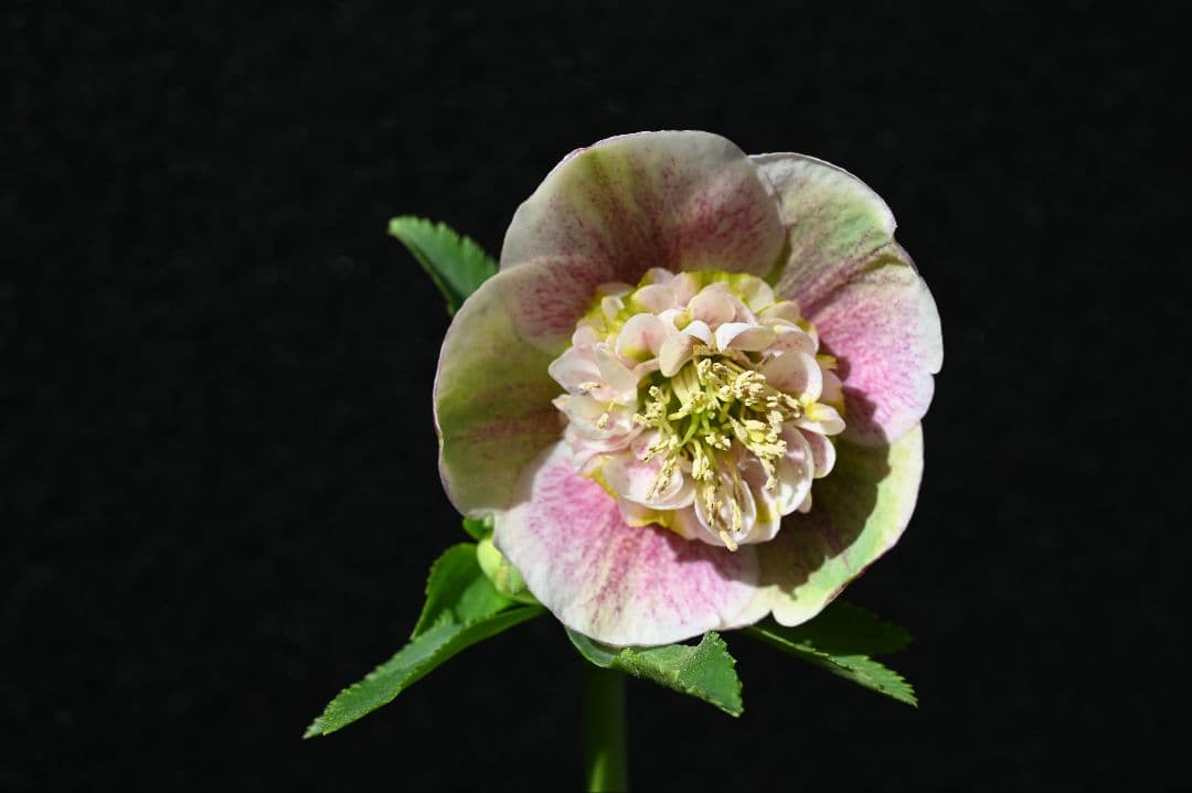 クリスマスローズ　認定モーリープリマヴェーラ　加藤農園