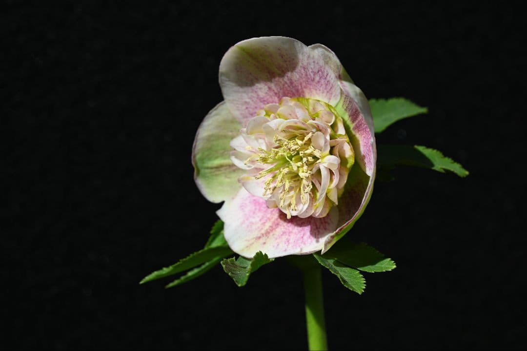 クリスマスローズ　認定モーリープリマヴェーラ　加藤農園