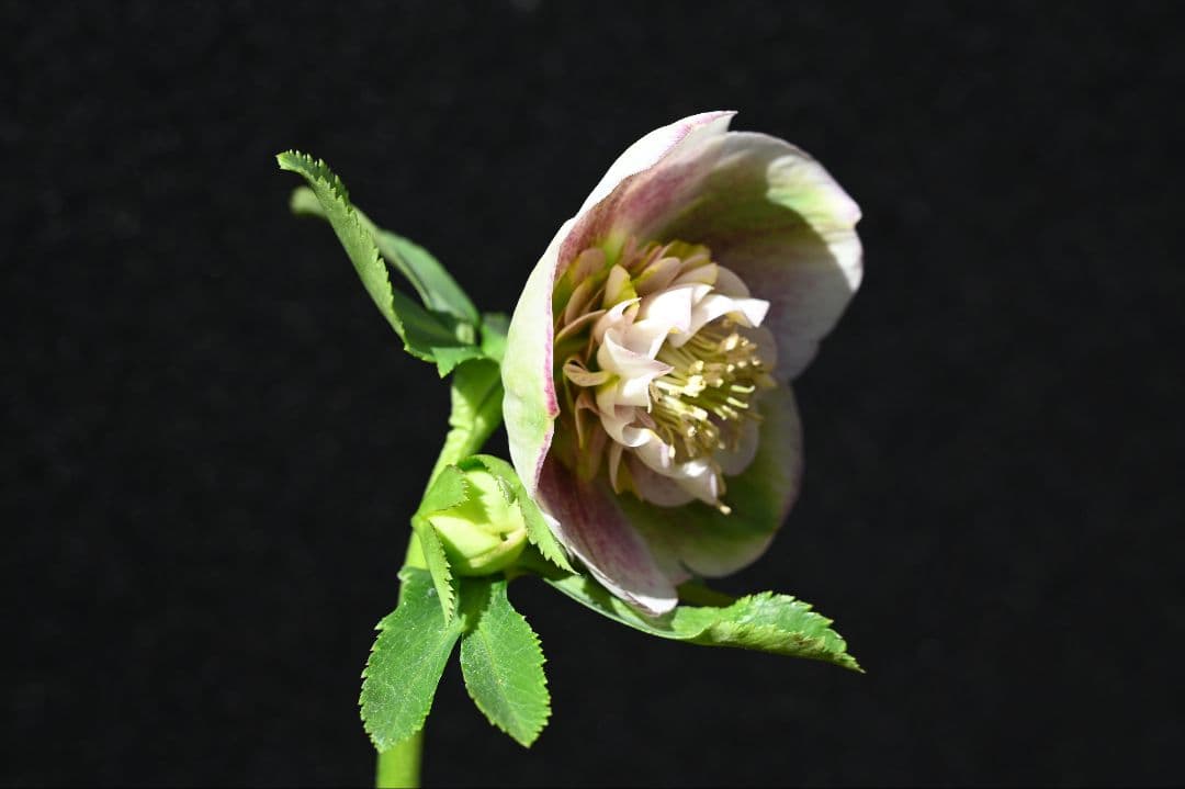 クリスマスローズ　認定モーリープリマヴェーラ　加藤農園