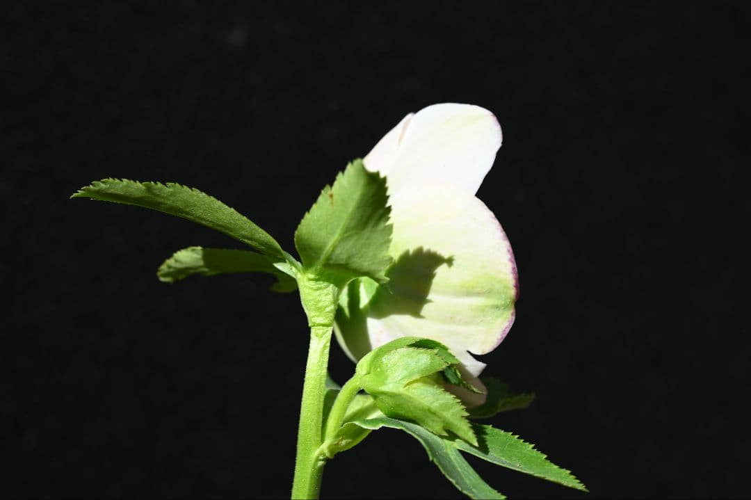 クリスマスローズ　認定モーリープリマヴェーラ　加藤農園