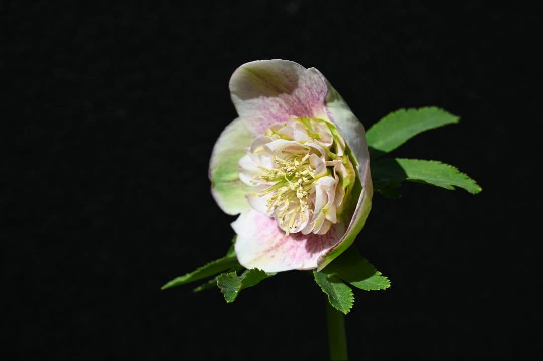 クリスマスローズ　認定モーリープリマヴェーラ　加藤農園