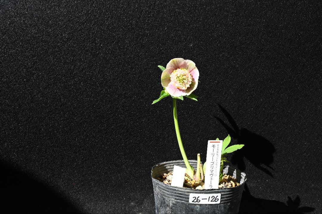 クリスマスローズ　認定モーリープリマヴェーラ　加藤農園