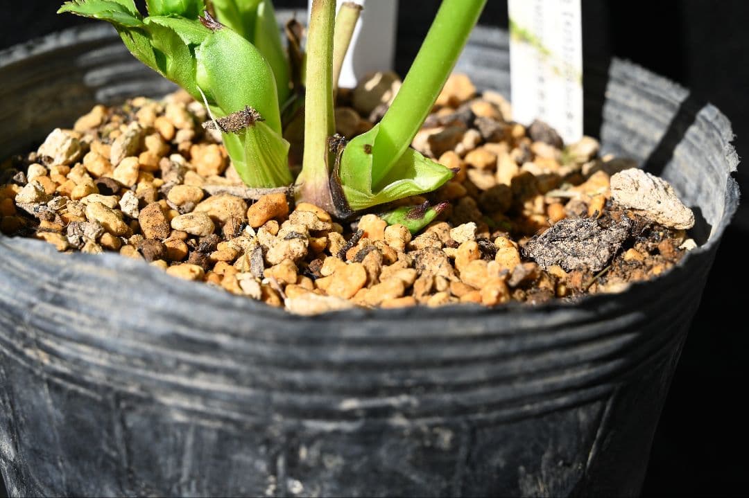 クリスマスローズ　認定モーリープリマヴェーラ　加藤農園