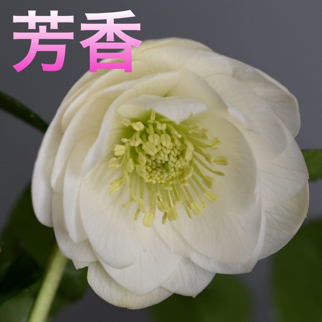 芳香性クリスマスローズ ホワイトダブル【開花3年目充実株】