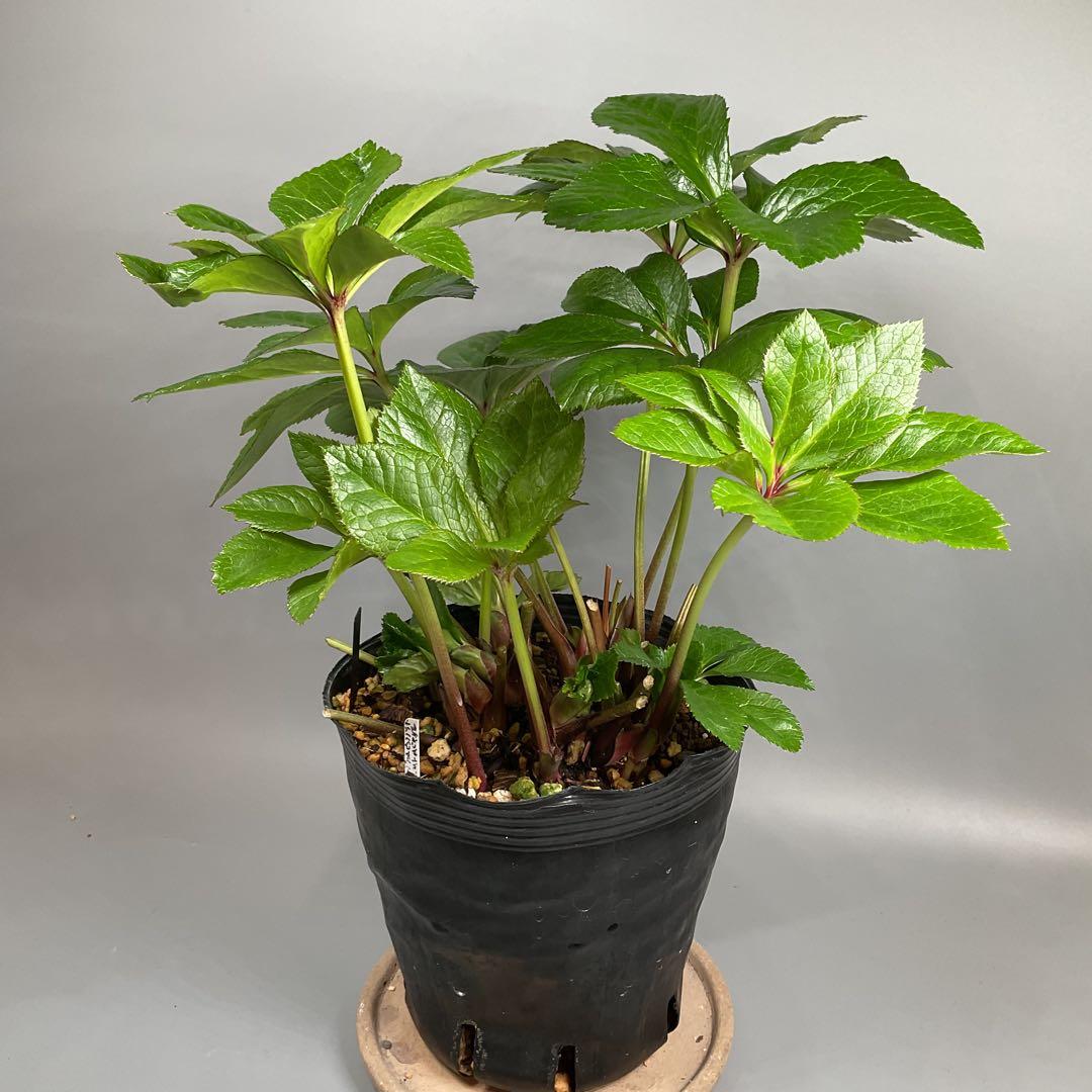 芳香性クリスマスローズ ホワイトダブル【開花3年目充実株】