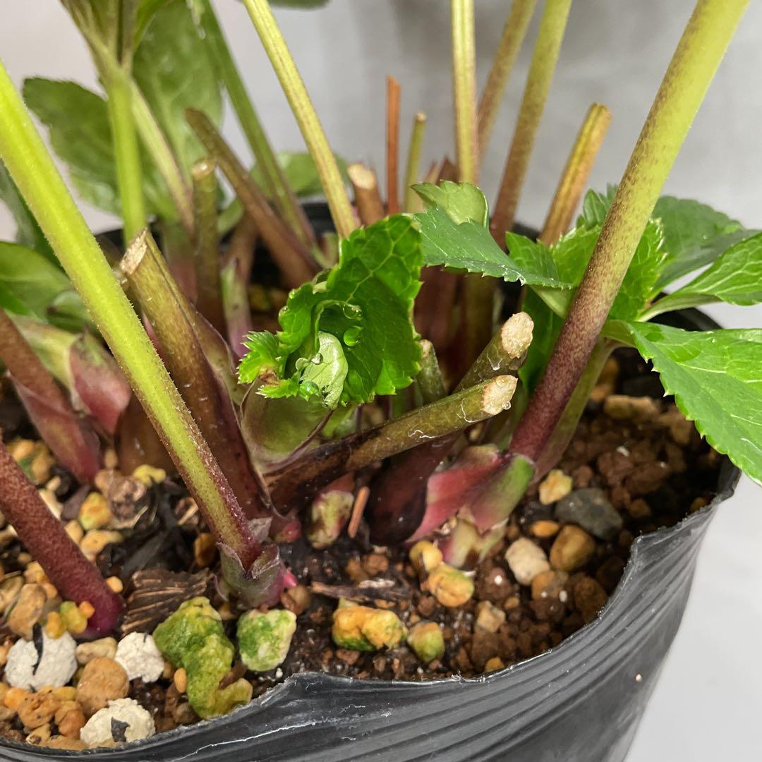 芳香性クリスマスローズ ホワイトダブル【開花3年目充実株】