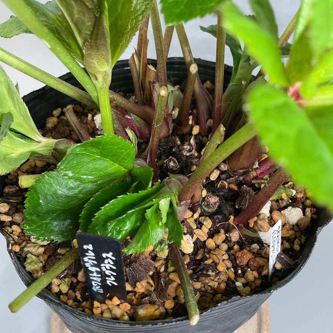 芳香性クリスマスローズ ホワイトダブル【開花3年目充実株】