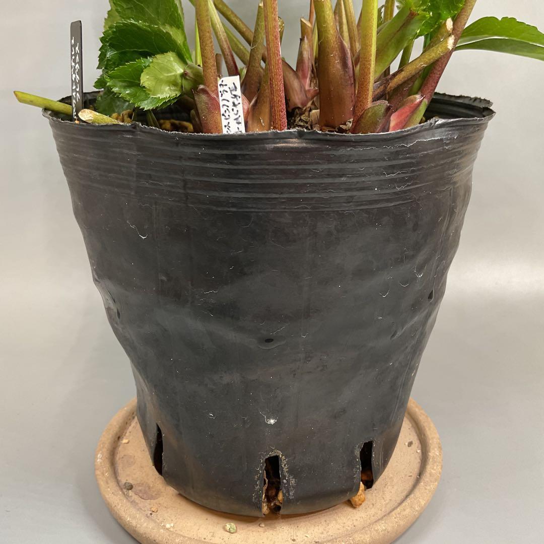 芳香性クリスマスローズ ホワイトダブル【開花3年目充実株】