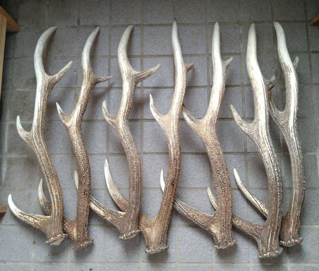 蝦夷鹿の角7本 M109294661 - コレクション安く 買う 方法