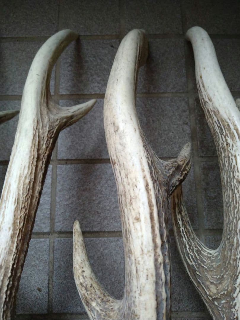 蝦夷鹿の角7本 M109294661 - コレクション安く 買う 方法