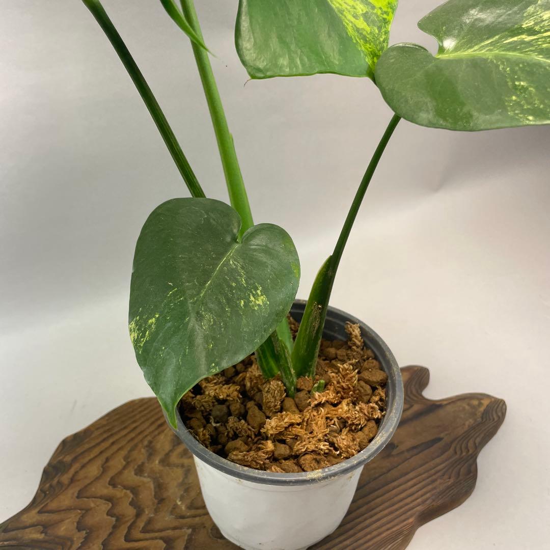 ぽ*ん様 lsw685モンステラデリシオーサ イエローマリリン