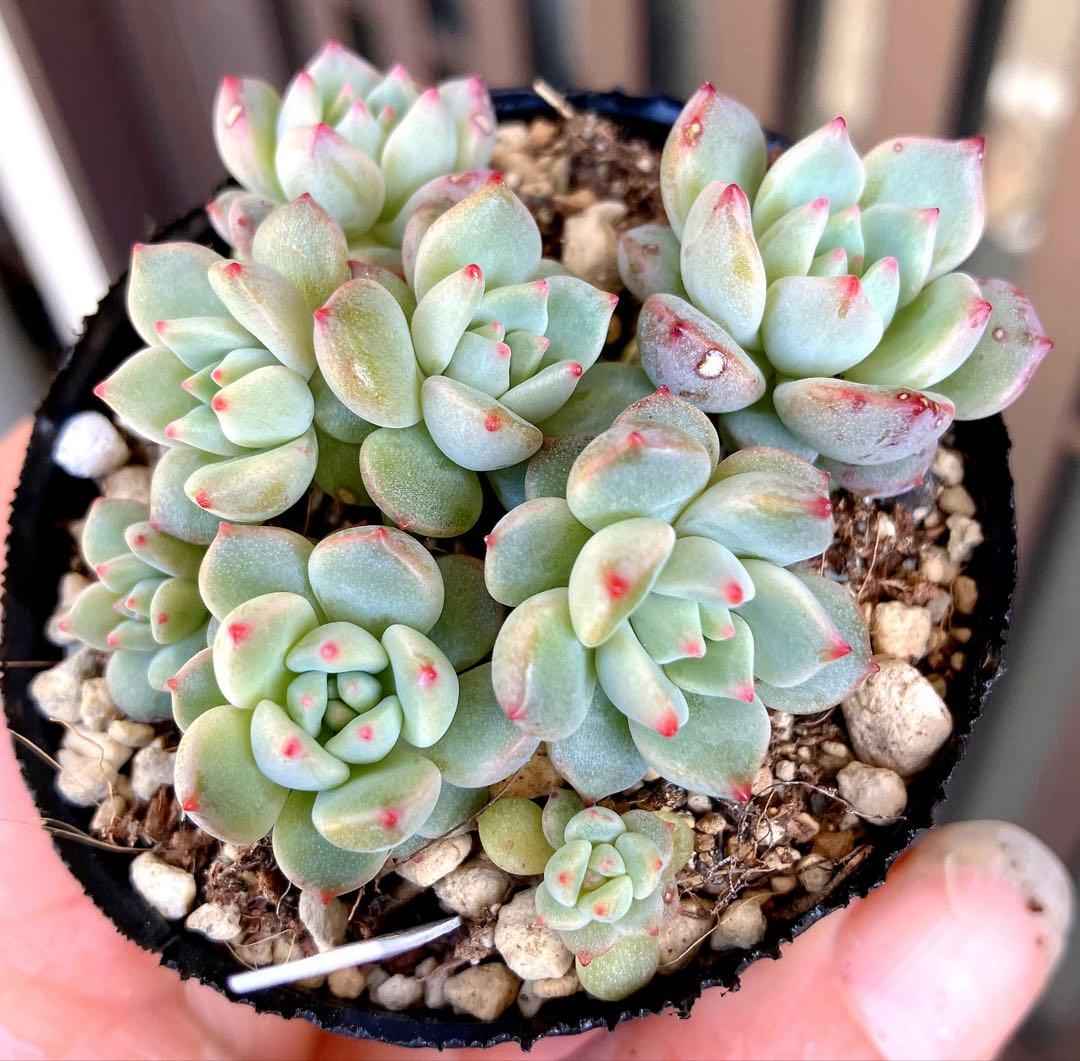 多肉植物抜き苗♡沙羅姫蓮華♡ - メルカリ