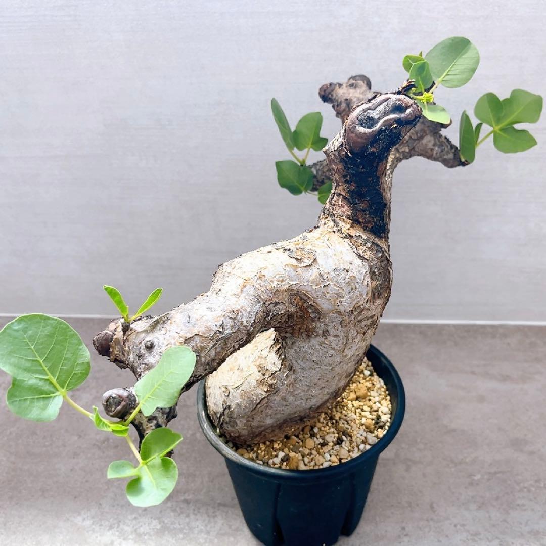 《TAKUYAページ》『コミフォラ グイドッティ 』現地球　発根済極美大株