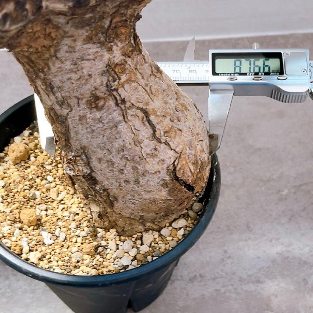 《TAKUYAページ》『コミフォラ グイドッティ 』現地球　発根済極美大株