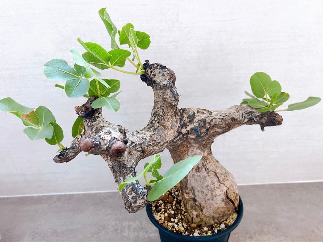 《TAKUYAページ》『コミフォラ グイドッティ 』現地球　発根済極美大株