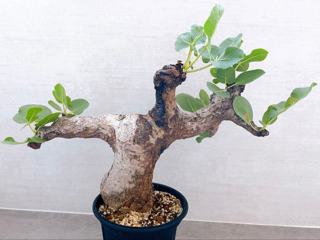 《TAKUYAページ》『コミフォラ グイドッティ 』現地球　発根済極美大株