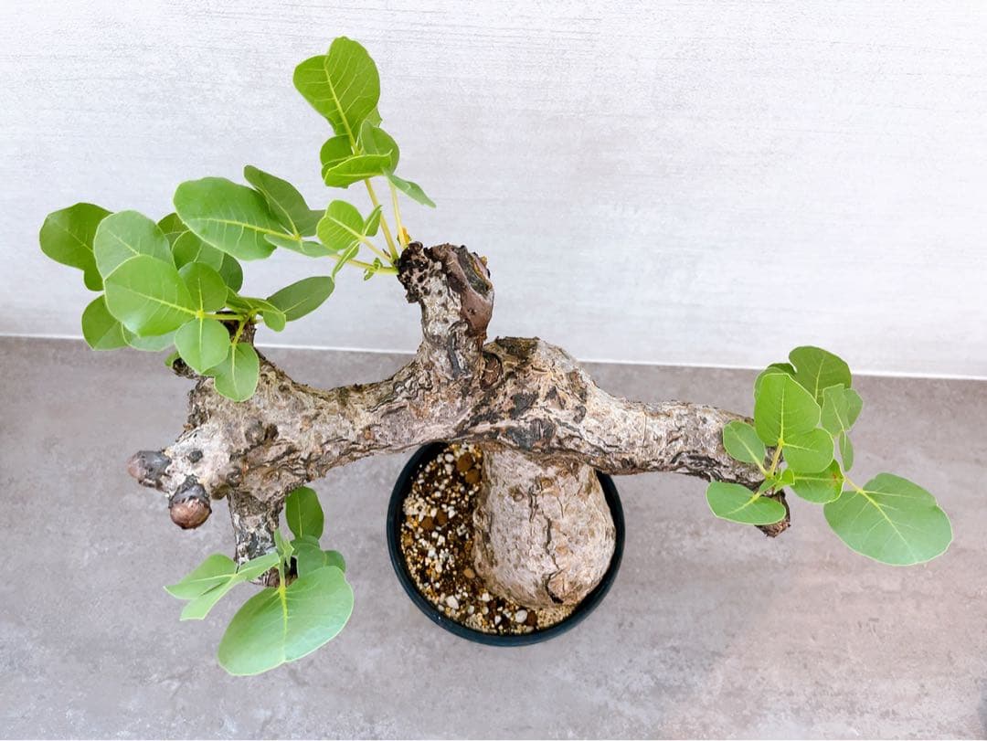 《TAKUYAページ》『コミフォラ グイドッティ 』現地球　発根済極美大株