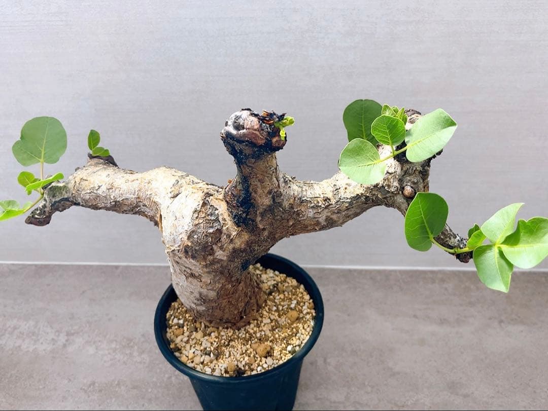 《TAKUYAページ》『コミフォラ グイドッティ 』現地球　発根済極美大株