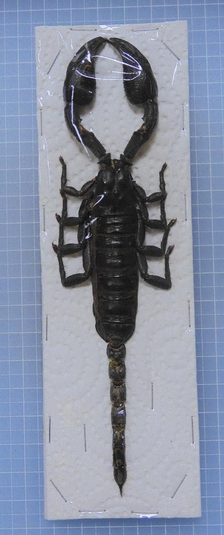 そばぼうろ様 リクエスト 9点 まとめ商品