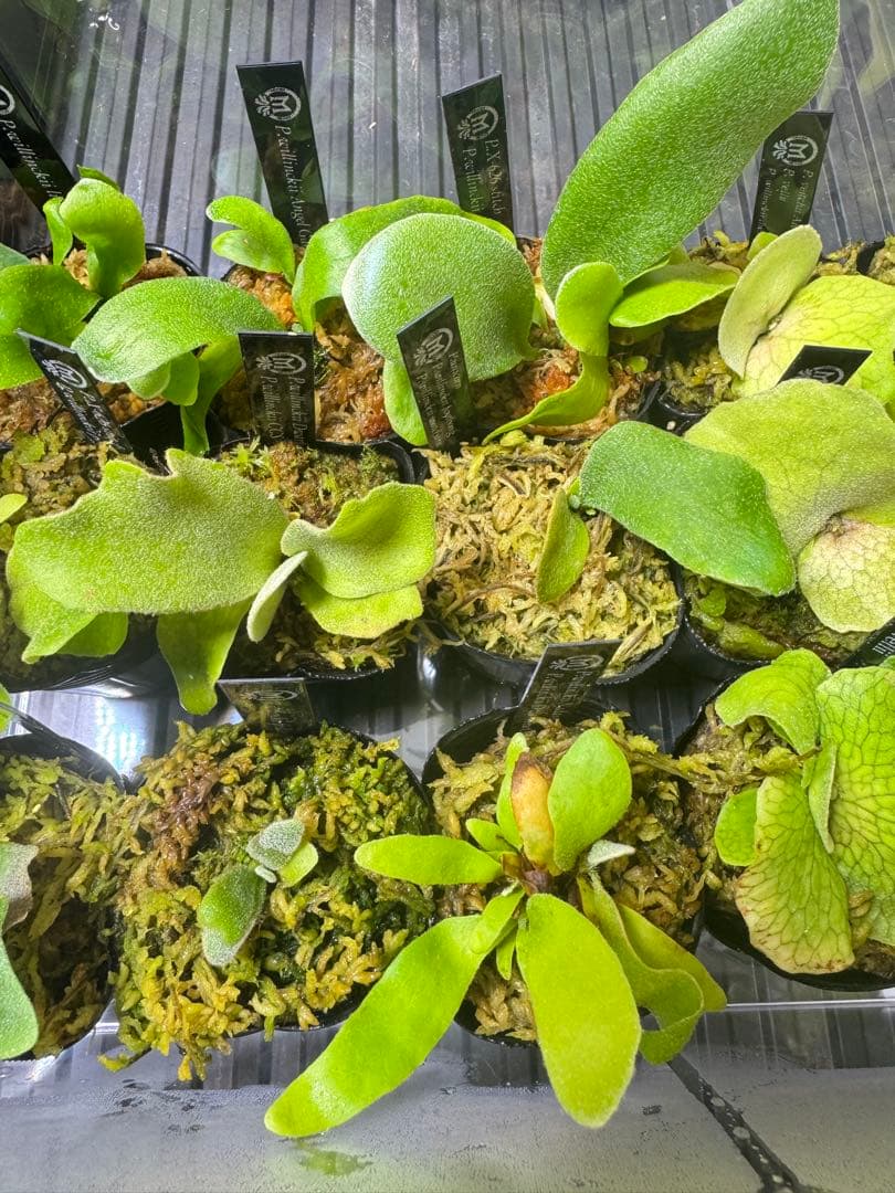 ビカクシダ 15種