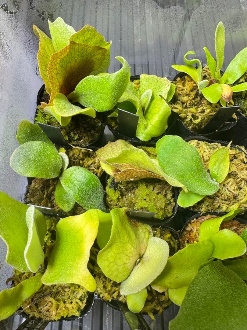 ビカクシダ 15種