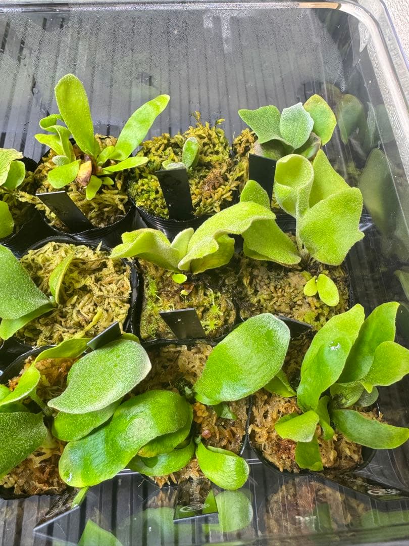 ビカクシダ 15種