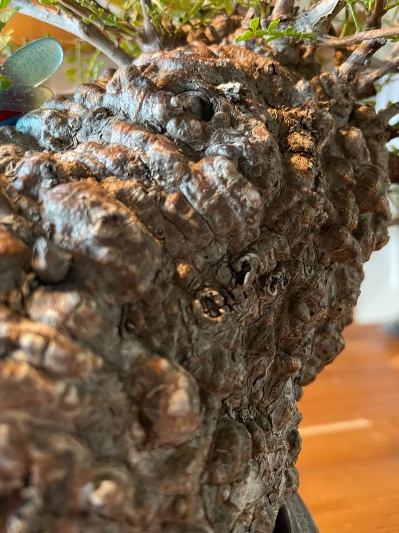 【現地球／発根済】王蟲 オペルクリカリア パキプス（極上）ODDROOTS管理株