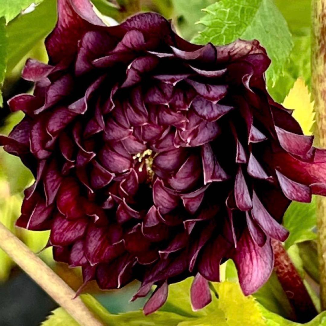 も*子様 ❤️根充実❤️逞しい新芽元気株❤️3207⭐️小輪⭐️スレート⭐️コン