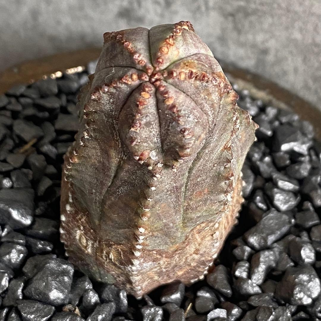 B18882☆オークション販売☆ユーフォルビア 極上木化 ヴィンテージ