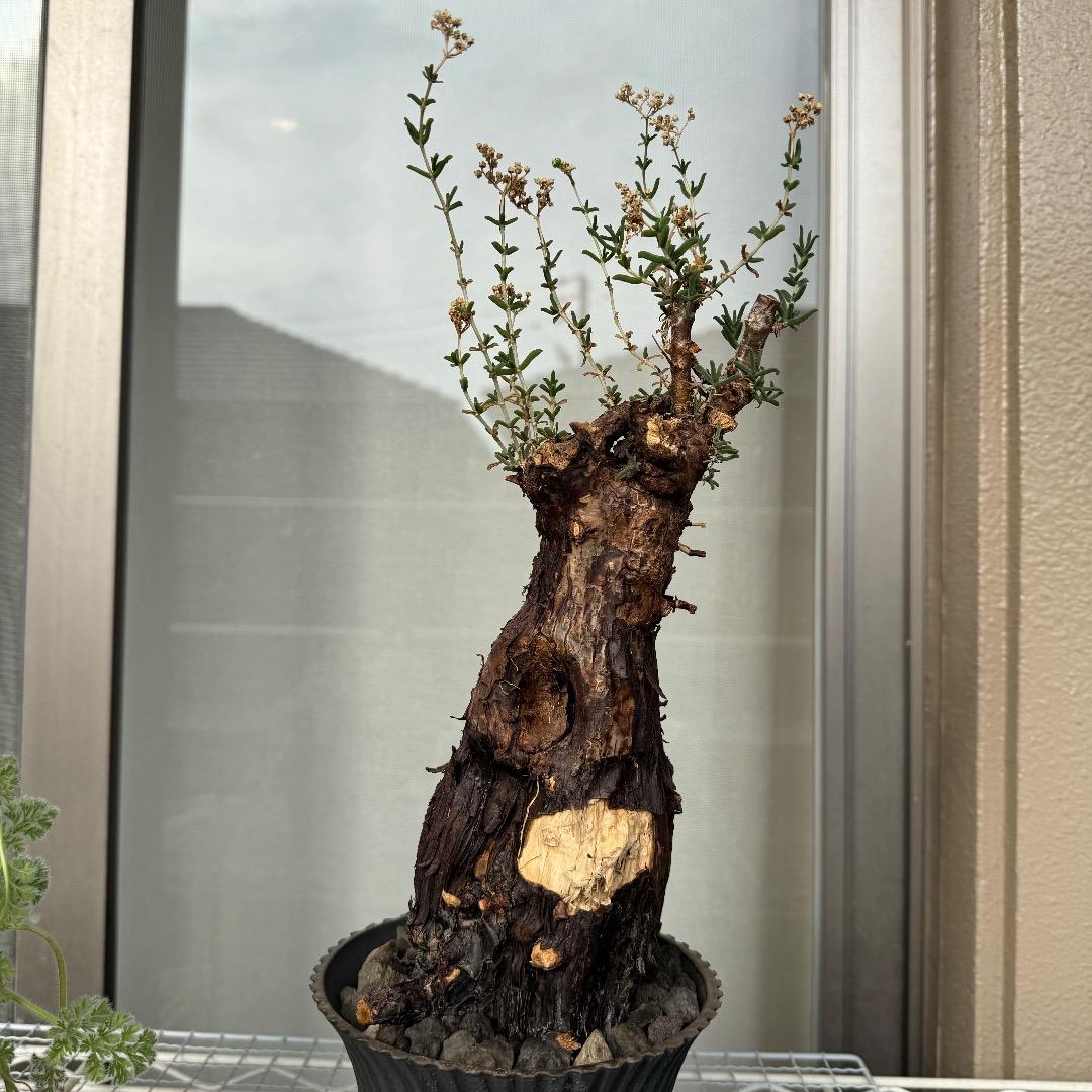 1月10日撮影 メストクレマ ツベローサム 発根済み 現地株 - メルカリ