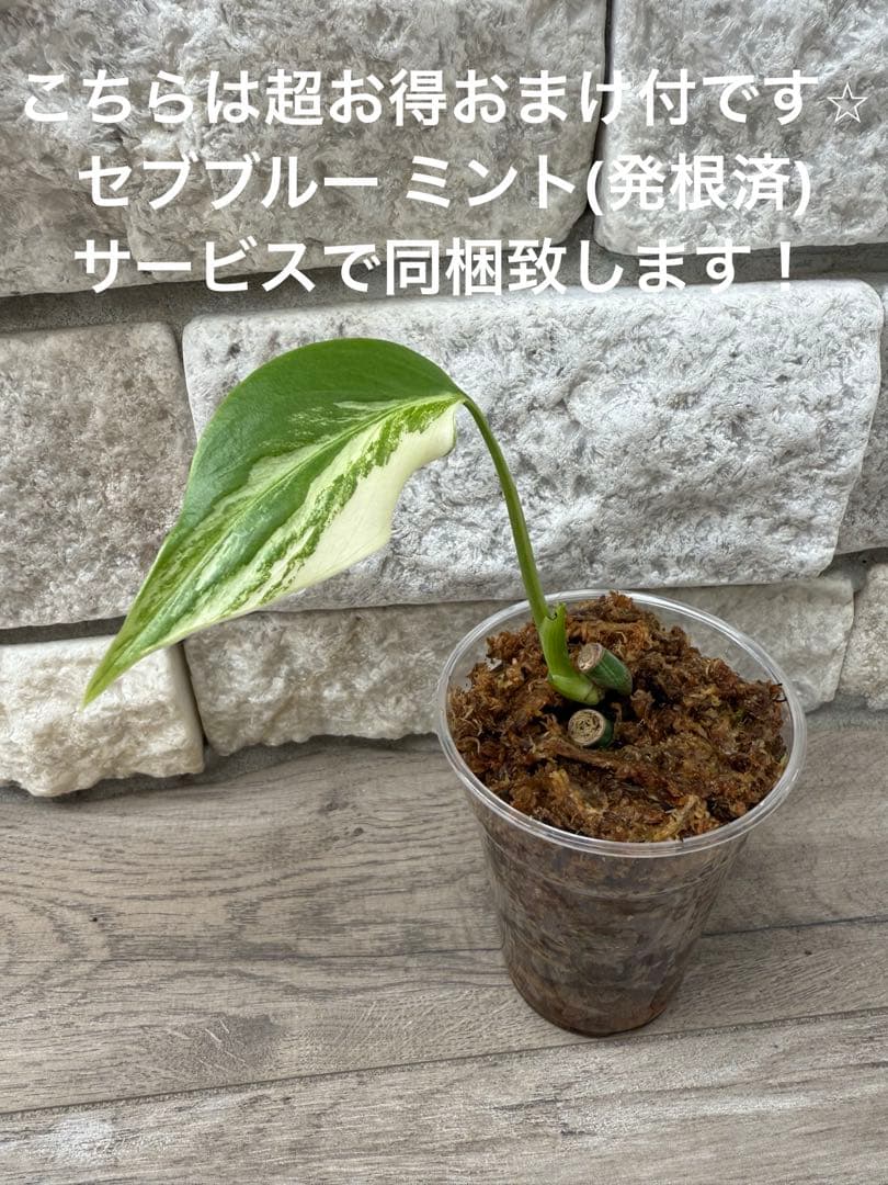 超希少なモンステラセブブルーミントA54 - メルカリ