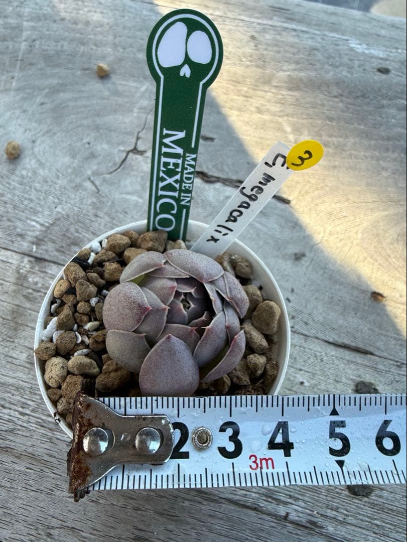 3 希少種　E.megacalix メガカリックス　メキシコ輸入苗