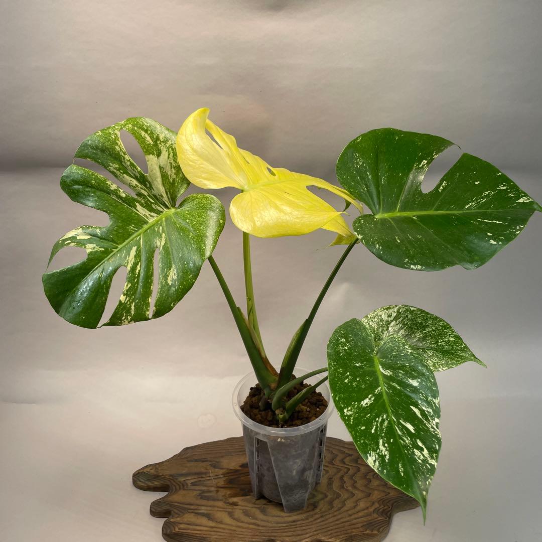 a28ホワイトモンスター 天津蘭 モンステラ斑入り - メルカリ