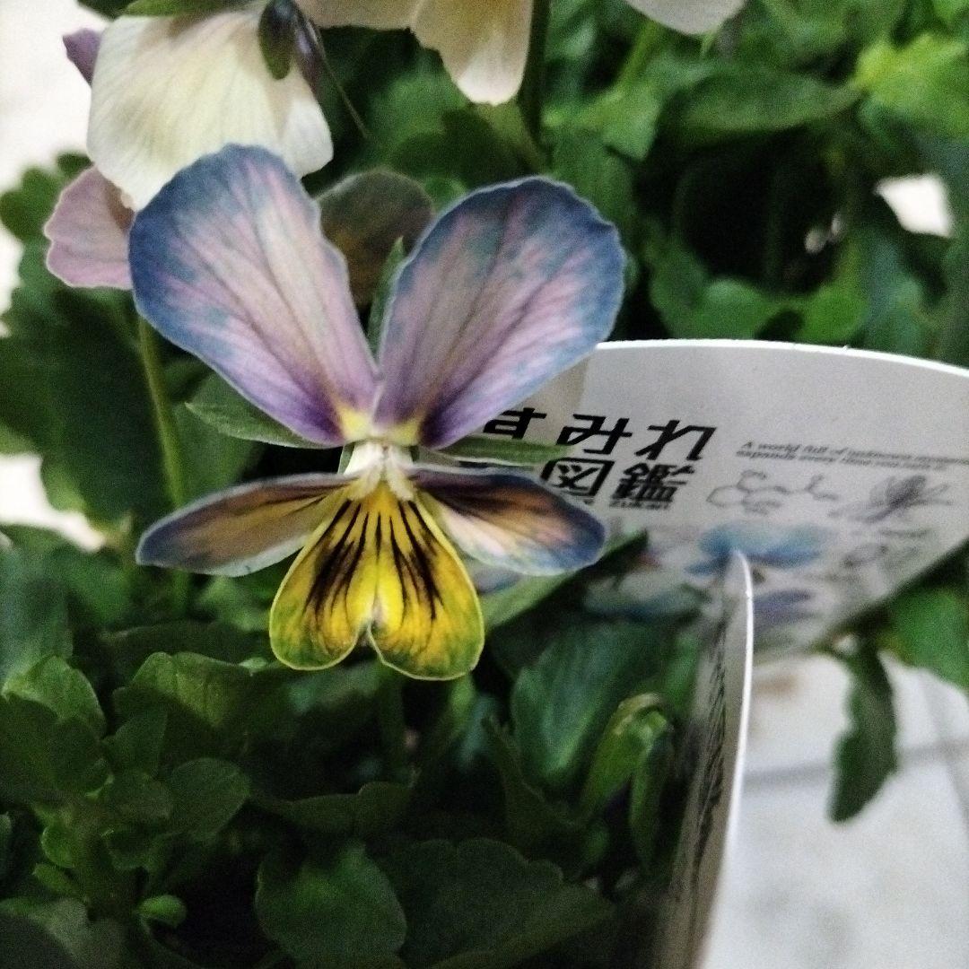 すみれ図鑑ビオラ 2苗セット - メルカリ